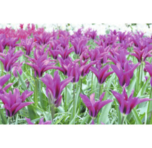 Câmp cu flori de lalea liliac