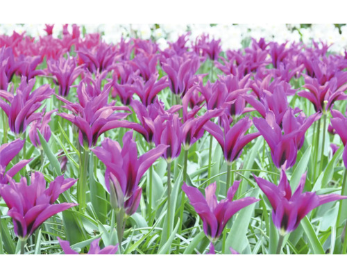 Câmp cu flori de lalea liliac