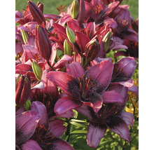 Prim-plan cu flori de crin purpurii