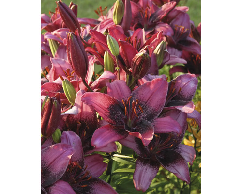 Prim-plan cu flori de crin purpurii