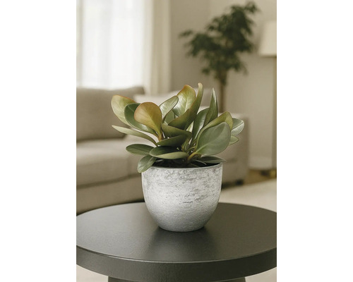 Plantă de interior în ghiveci pe o masă