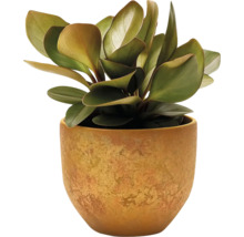 Piperomia în ghiveci