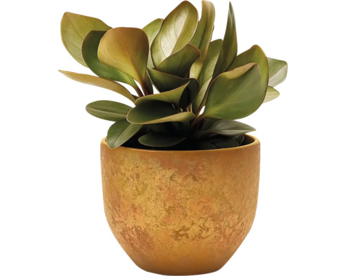 Piperomia în ghiveci