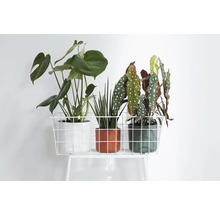 Trei plante de interior în ghivece pe un raft metalic alb.