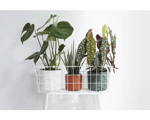 Trei plante de interior în ghivece pe un raft metalic alb.