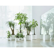 Un grup de plante de interior diferite în jardiniere potrivite.