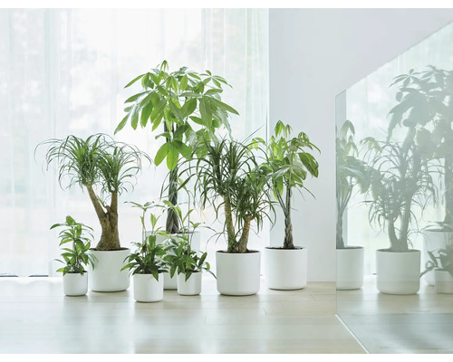 Un grup de plante de interior diferite în jardiniere potrivite.