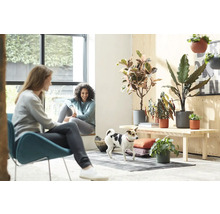 Cameră de zi luminoasă cu două femei, un câine și diverse plante de interior în ghivece pe o masă de lemn.