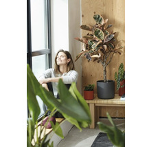 Femeie stând lângă fereastră lângă plante de interior în ghivece pe o masă din lemn