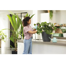 Femeie udă o plantă de interior într-o bucătărie cu un pulverizator