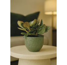 Plantă de interior în ghiveci pe o masă