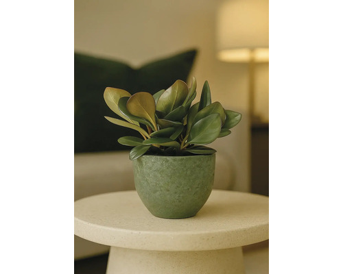 Plantă de interior în ghiveci pe o masă