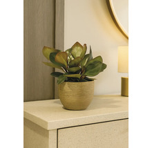 Plantă de apartament într-un ghiveci pe o comodă