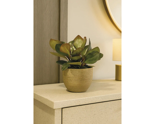 Plantă de apartament într-un ghiveci pe o comodă