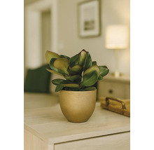 Plantă de interior cu frunze verzi într-un ghiveci pe o masă