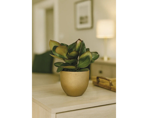 Plantă de interior cu frunze verzi într-un ghiveci pe o masă