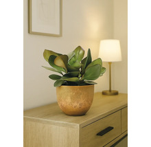 Plantă de interior într-un ghiveci pe un dulap din lemn