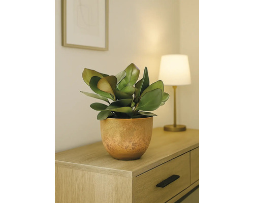 Plantă de interior într-un ghiveci pe un dulap din lemn