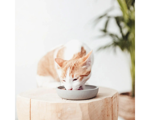 O pisică mănâncă dintr-un castron pe un butuc de lemn.