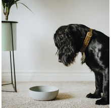 Câine negru cu zgardă stând în fața unui bol pentru hrană
