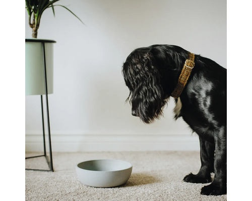 Câine negru cu zgardă stând în fața unui bol pentru hrană