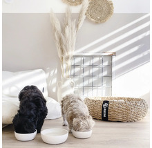 Doi câini mănâncă din boluri albe pentru hrană într-o cameră luminoasă cu elemente decorative.