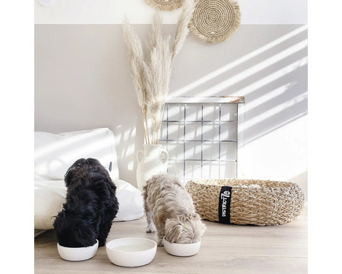 Doi câini mănâncă din boluri albe pentru hrană într-o cameră luminoasă cu elemente decorative.