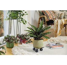 Cameră de zi decorativă cu plante de interior în ghivece pe un covor