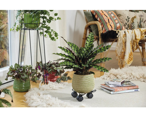 Cameră de zi decorativă cu plante de interior în ghivece pe un covor