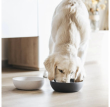 Un golden retriever mănâncă dintr-un castron pentru câini, lângă care se află un castron gol.