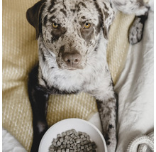 Câine pestriț culcat lângă un bol cu mâncare pentru câini