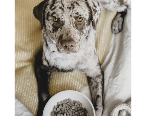 Câine pestriț culcat lângă un bol cu mâncare pentru câini