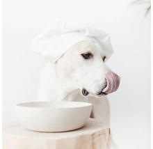 Un câine cu o bonetă de bucătar și un castron gol își linge botul.