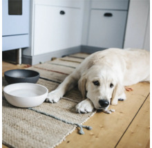 Câine deschis la culoare întins lângă bolurile cu mâncare umplute pe un covor într-o cameră