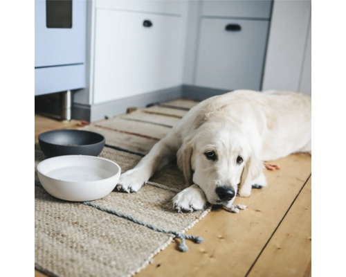 Câine deschis la culoare întins lângă bolurile cu mâncare umplute pe un covor într-o cameră