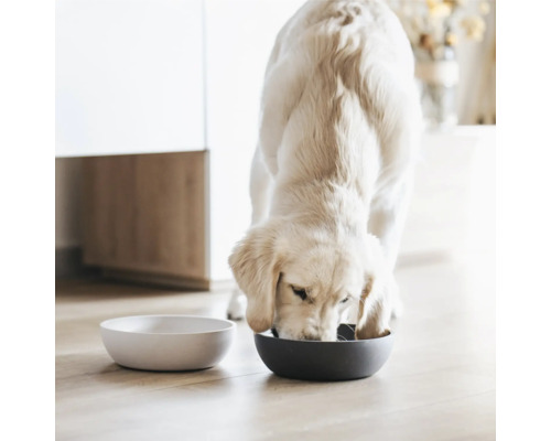 Câinele mănâncă dintr-un castron pentru câini, un alt castron se află lângă el.