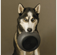 Husky ține un castron pentru câini