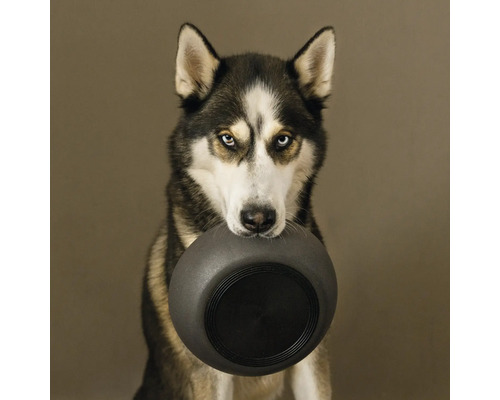 Husky ține un castron pentru câini