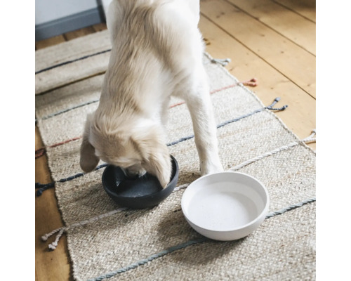 Câine bea dintr-un bol de lângă un bol cu apă pe un covor.