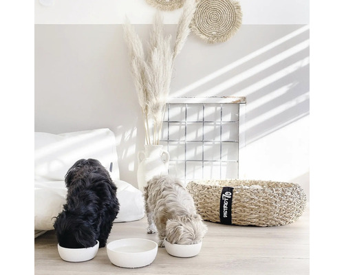 Doi câini mănâncă din boluri albe pentru hrană într-o sufragerie luminoasă, cu elemente decorative.