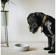 Câine negru cu zgardă în fața unui castron gol pentru mâncare