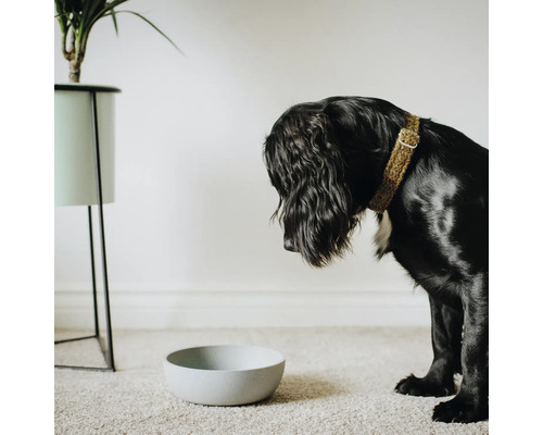 Câine negru cu zgardă în fața unui castron gol pentru mâncare