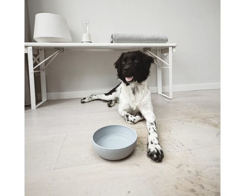 Un câine stă întins lângă un castron cu apă în fața unei mese