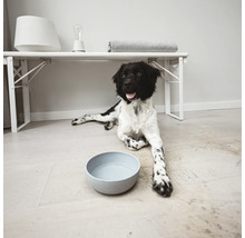 Un câine alb-negru stă întins lângă un vas cu apă umplut, pe o podea de lemn.