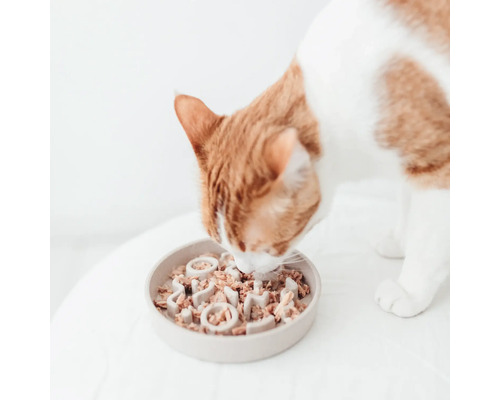 Pisica mănâncă hrană umedă dintr-un castron interactiv