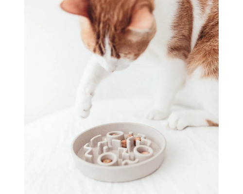 Pisică se uită la castronul cu mâncare