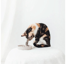 O pisică se joacă cu un labirint de hrănire pe o masă.