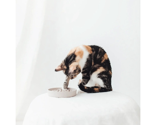 O pisică se joacă cu un labirint de hrănire pe o masă.