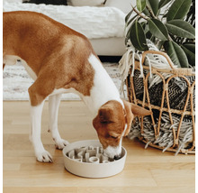 Câinele mănâncă dintr-un castron interactiv pentru a încetini aportul de alimente.