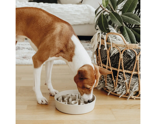 Câinele mănâncă dintr-un castron interactiv pentru a încetini aportul de alimente.